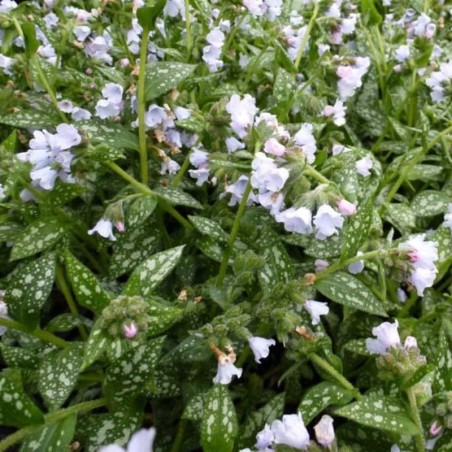 Pulmonaria Opal