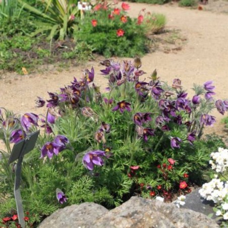 Pulsatilla Vulgaris - Varié