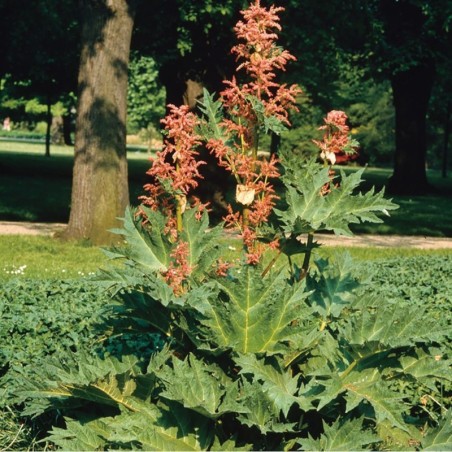 Rheum Palmatum Var. Tanguticum