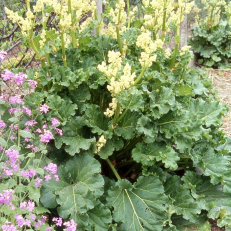 Rheum Rhabarbarum - Blanc