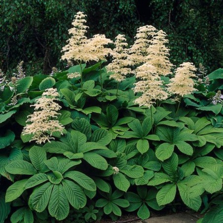 Rodgersia Aesculifolia - Blanc