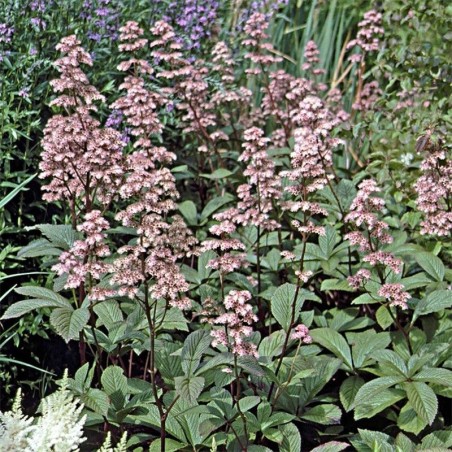 Rodgersia Henrici - Rose