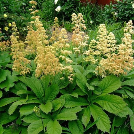 Rodgersia Pinnata - Blanc