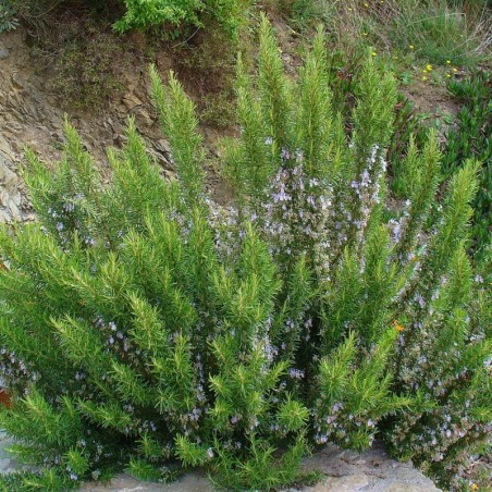Rosmarinus Officinalis - Bleu Foncé