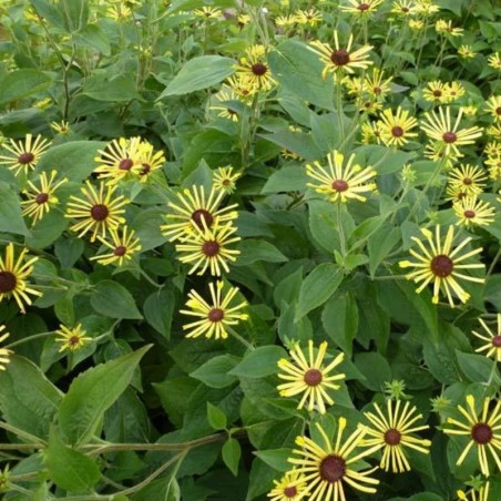 Rudbeckia Subtomentosa Henry Eilers - Jaune
