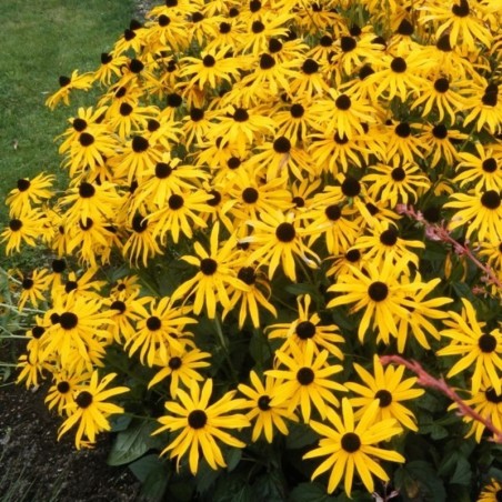 Rudbeckia Sullivantii Goldsturm - Jaune Brun