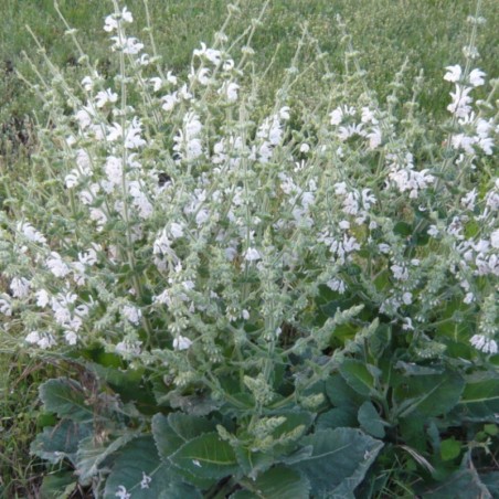 Salvia Argentea - Blanc