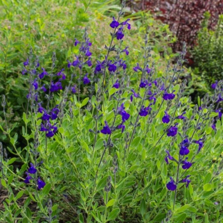Salvia Greggi Blue Note - Bleu