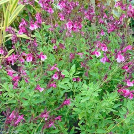 Salvia Greggi Icing Sugar