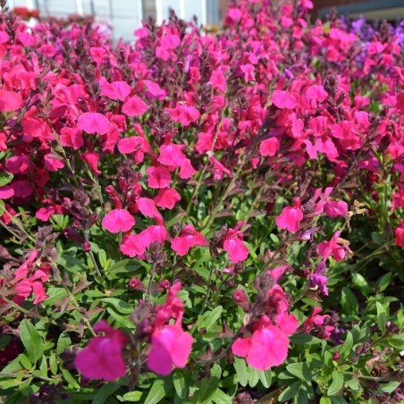 Salvia Greggi Mirage Neon Rose - Rose