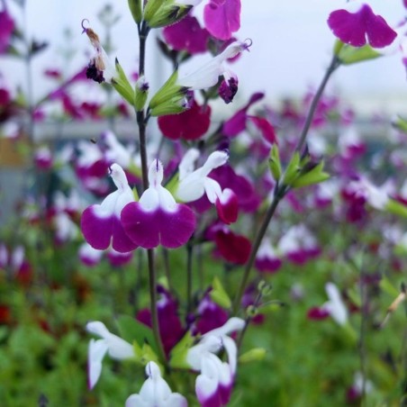 Salvia Greggii Amethyst Lips - Violet Et Blanc