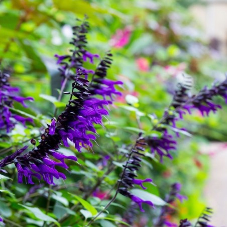 Salvia Hybride Amistad - Violet