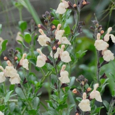 Salvia Jamensis Melen - Jaune Clair