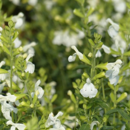 Salvia Microphylla - Blanc