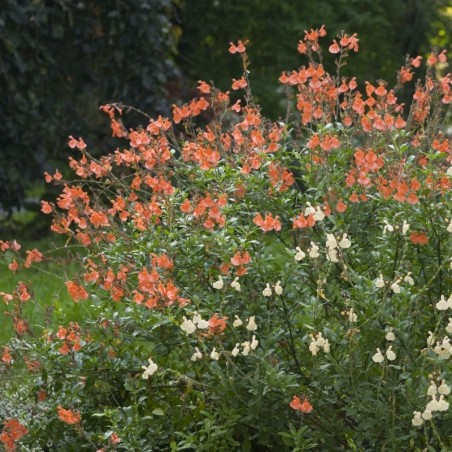 Salvia Microphylla - Orange