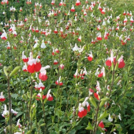 Salvia Microphylla Hot Lips - Rouge / Blanc