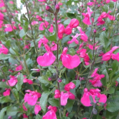 Salvia Microphylla Pink Beauty - Rose