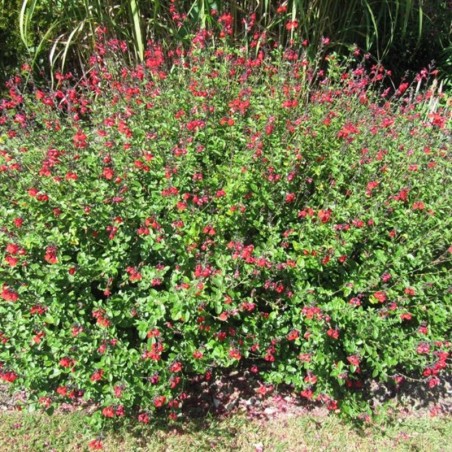 Salvia Microphylla Royal Bumble - Rouge