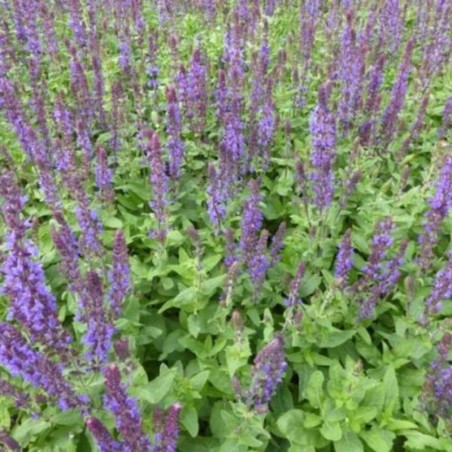 Salvia Nemorosa Blaukönigin - Bleu Violet