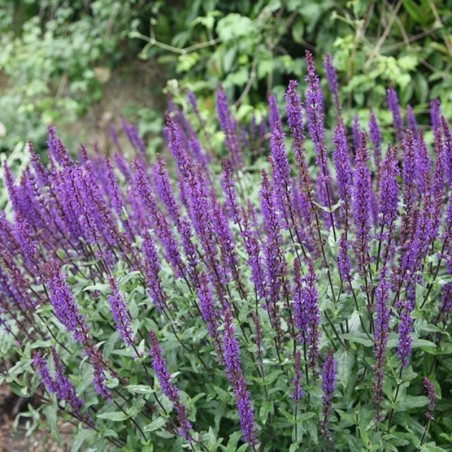 Salvia Nemorosa Caradonna - Violet Foncé