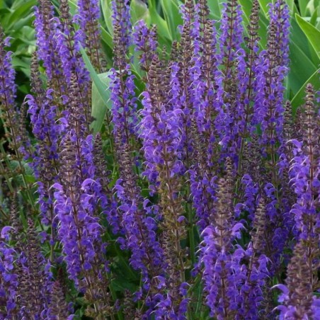 Salvia Nemorosa Mainacht - Bleu