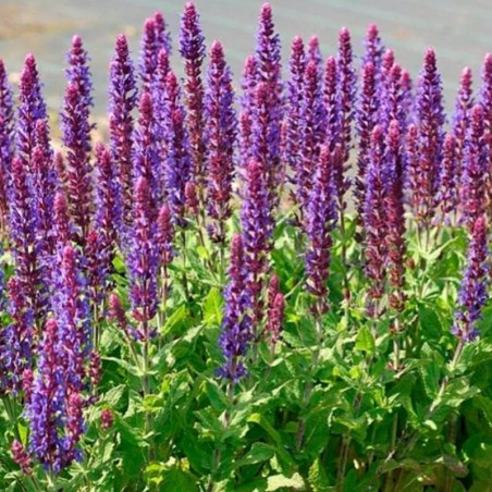 Salvia Nemorosa Ostfriesland - Violet