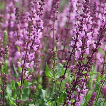 Salvia Nemorosa Rose Queen - Rose