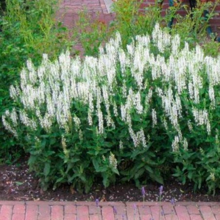 Salvia Nemorosa Schneehügel - Blanc