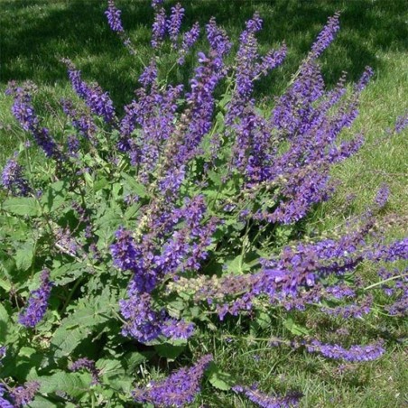 Salvia Pratensis - Bleu
