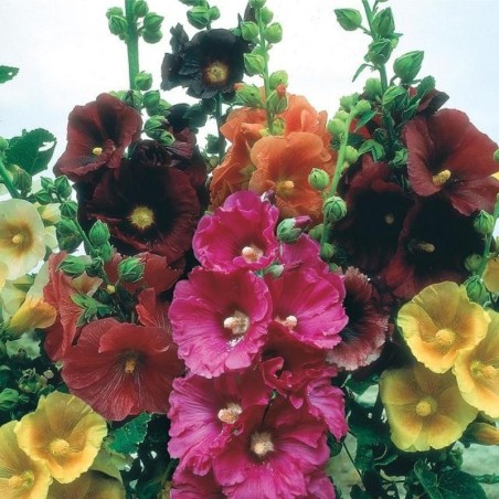 Alcea Rosea Simple Mix - Mix