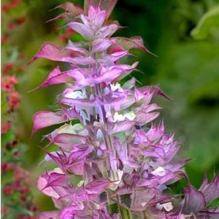 Salvia Sclarea - Pourpre