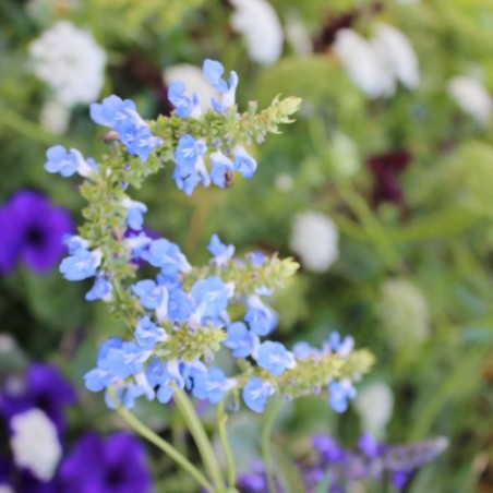Salvia Uliginosa - Bleu