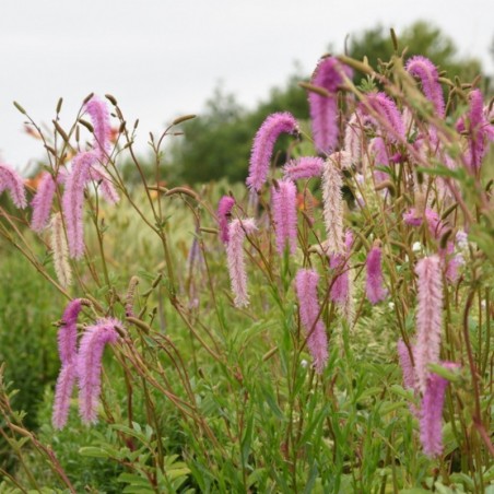 Sanguisorba Lilac Squirrel® - Lilas