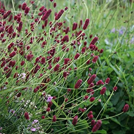 Sanguisorba Minor