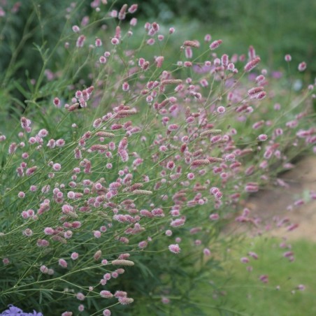Sanguisorba Officinalis Pink Tanna - Rose