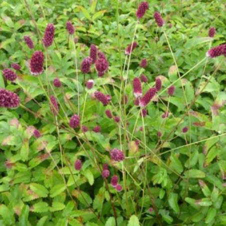 Sanguisorba Officinalis Red Thunder - Rouge