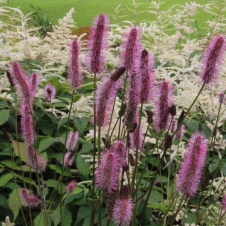 Sanguisorba Wake Up - Rose