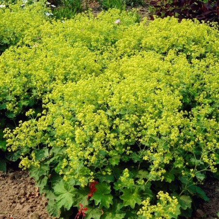 Alchemilla Mollis Irish Silk - Jaune