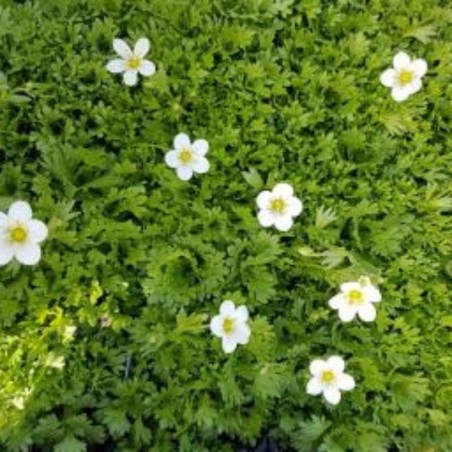 Saxifraga Arendsii Carpet White