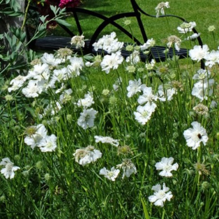 Scabiosa Caucasica Alba - Blanc