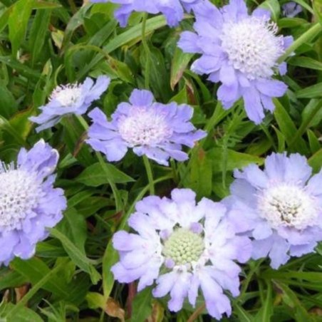Scabiosa Caucasica Perfecta - Violet