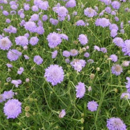 Scabiosa Columbaria Butterfly Blue - Bleu Violet