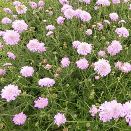 Scabiosa Columbaria Pink Mist - Rose