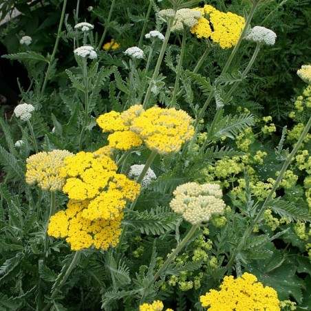 Achillea Filipendula Coronation Gold - Jaune