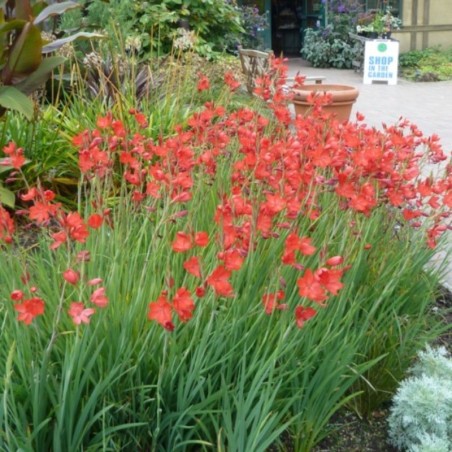 Schizostylis Coccinea Major - Rouge