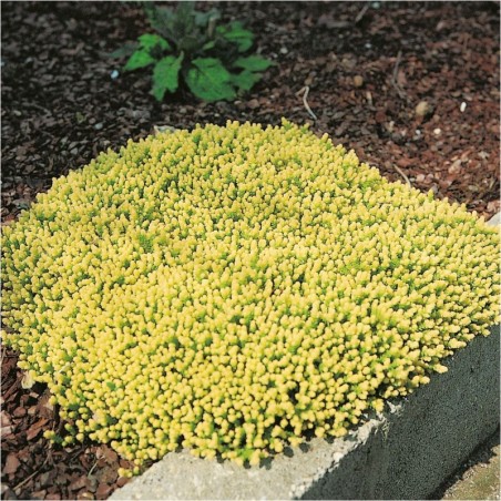 Sedum Acre - Jaune