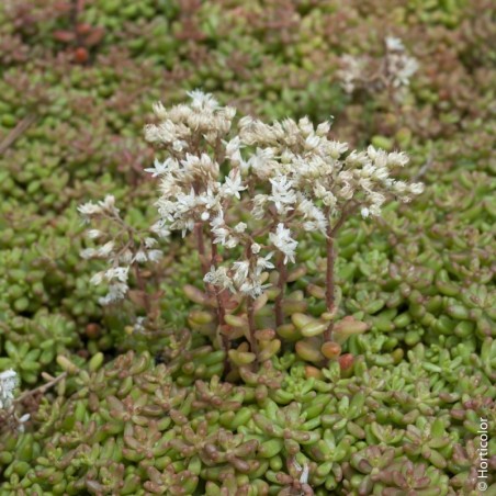 Sedum Album - Blanc