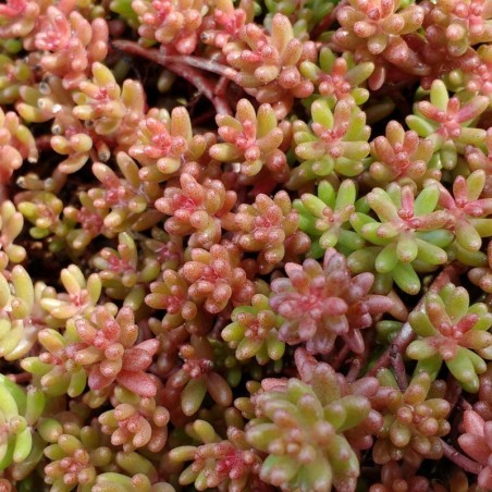 Sedum Album Coral Carpet - Blanc