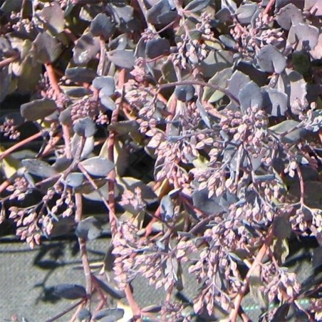 Sedum Bertram Anderson - Feuill Pourpre Flor Rose