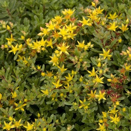 Sedum Floriferum Weihenstephaner Gold